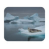 Tapis de souris 22x18 cm – Phoque sur la Banquise – Paysage Polaire & Glace Arctique – Ambiance Calme et Naturelle