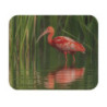 Tapis de souris 22x18 cm – Oiseau Rouge dans les Roseaux – Nature Élégante & Reflet Paisible – Ambiance Tropicale