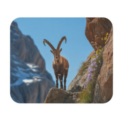 Tapis de souris 22x18 cm – Bouquetin des Alpes sur les Rochers – Paysage de Montagne & Nature