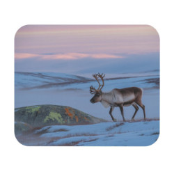 Tapis de souris 22x18 cm – Renne du Grand Nord – Lumière Polaire & Paysage Neigeux